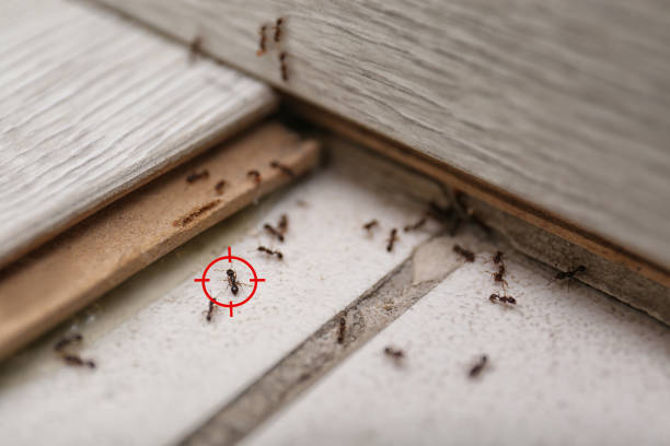 Best Pest Inspection Near Me  in Moa, UT