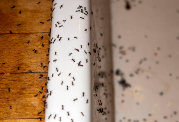 Best Wasp Removal Services  in Moa, UT